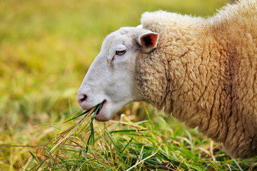 sheep feeding on long grass