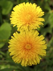Two yellow dandelion