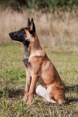 malinois`s pyppy