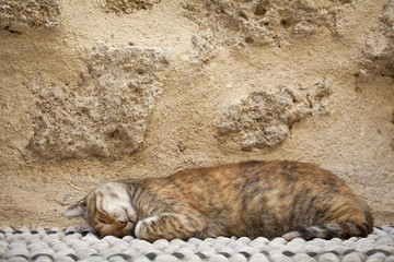 Piękny kot w Grecji, na Rodos © sitriel