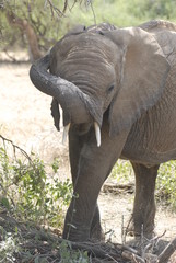 Fototapeta premium African elephant in the Masai Mara Park, Kenya