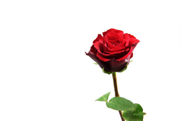 Rote Rose freigestellt