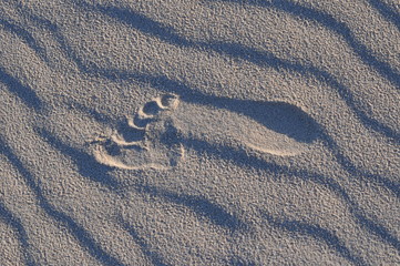 Fu&szlig;spur im Sand