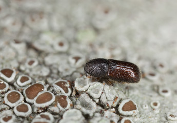 Extreme close-up of a Bark borer