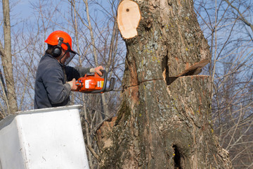 Tree Trimmer at Work