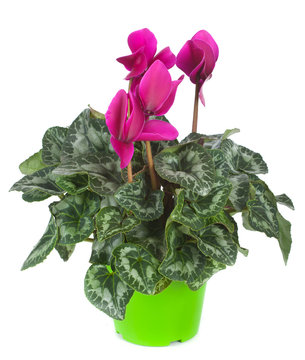 Ciclamino - Cyclamen persicum