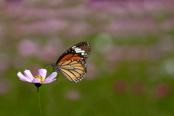 Fototapeta na wymiar butterfly on flowers