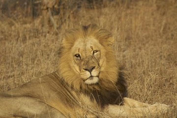 Plakaty  Samiec lwa afrykańskiego (Panthera leo)