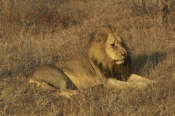 Male African Lion (Panthera leo)