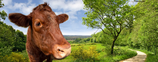 Vache au Mont des Cats