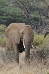Fototapeta premium African bush elephant