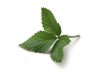 strrawberry's leaf
