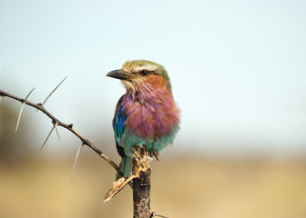 Rollier, Namibie