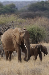A mother elephant  walks with her calf in Masai Mara
