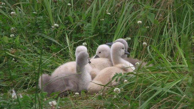 Schwank&uuml;ken im Gras