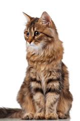 Obraz premium Cute cat