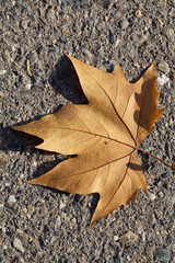 Single dried brown autumn leaf on road