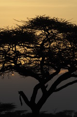 Silhouette of acacia tree at sunset