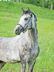 beautiful grey horse in green field