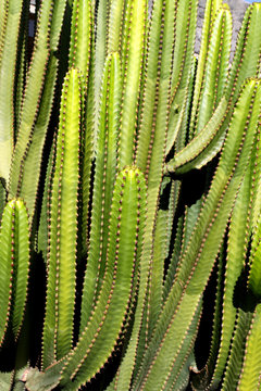 Euphorbia Canariensis