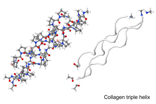 Collagen