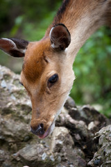 sika deer (lat. Cervus nippon) doe