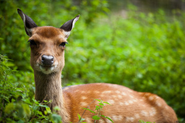 sika deer (lat. Cervus nippon) doe