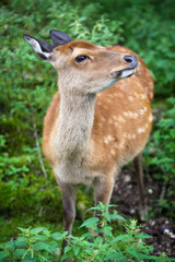 sika deer (lat. Cervus nippon) doe
