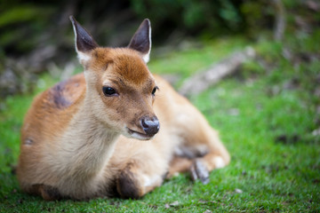 sika deer (lat. Cervus nippon) doe