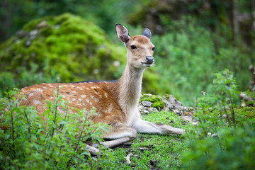 sika deer (lat. Cervus nippon) doe