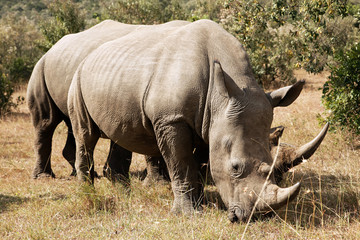 Obraz premium White Rhinoceros on Masai Mara in Southwestern Kenya