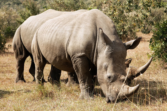 White Rhinoceros on Masai Mara in Southwestern Kenya