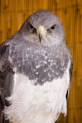 Chilean Eagle