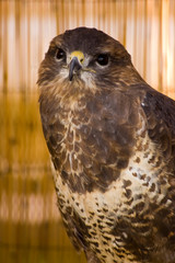 Common Buzzard