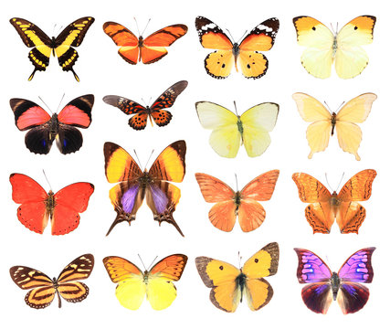 Very Many orange and yellow  butterflies