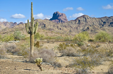 Arizona desert with Saguaro © lmarc