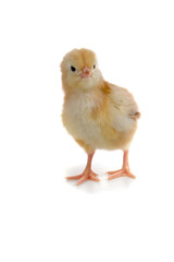 Obraz premium Chicken