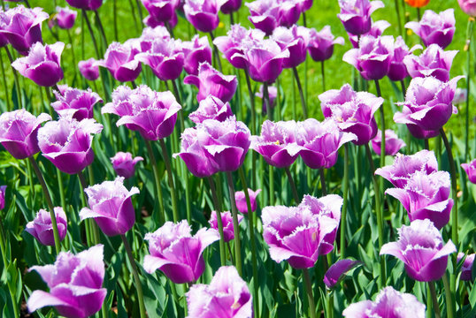 The purple tulips