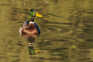 Mallard drake swimming in golden reflections - front view