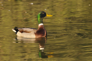 Mallard drake swimming in golden reflections - side view