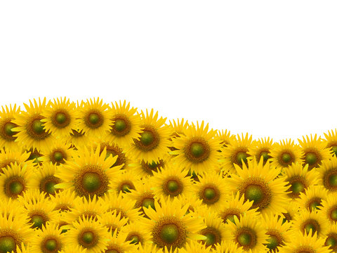 Many sunflower on white space background