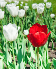 Naklejka premium Red tulip among white ones