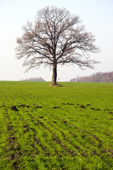 Naklejka premium winter crop field and tree in autumn