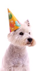 Hund Westie mit Party Hut