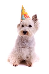 sitzender Hund Westie mit Party Hut