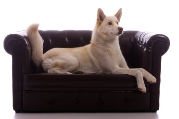 Hund Husky auf Leder Couch hoch schauend