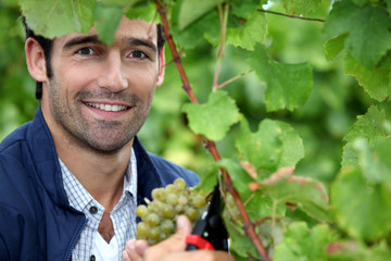 Man picking grapes