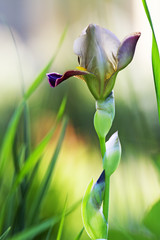 Iris in grass