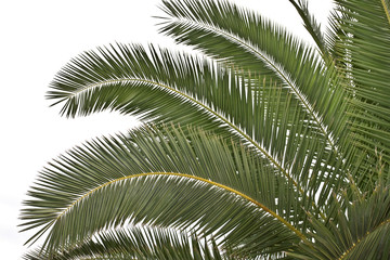 Palms on the beach