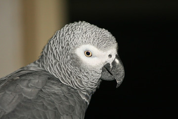 Gray parrot
